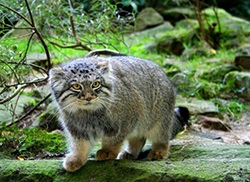 16 legérdekesebb tények Pallas Cat, mind az állatokról
