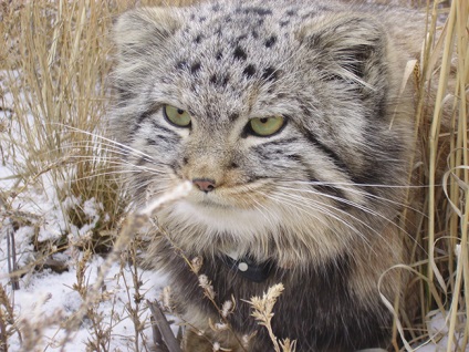 16 legérdekesebb tények Pallas Cat, mind az állatokról
