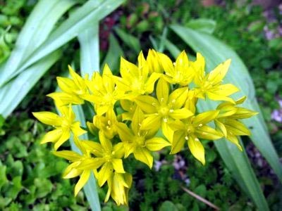 Allium ültetés és gondozás a nyílt terepen magok szorzás