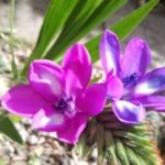 Allium ültetés és gondozás a nyílt terepen magok szorzás