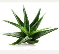 Aloe használatból származó nátha kezelésére