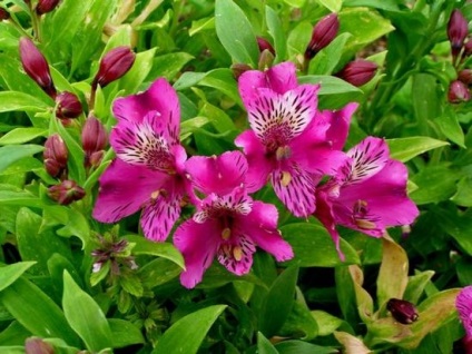 Alstroemeria отглеждане на семена и посадъчен финес и грижа, LS