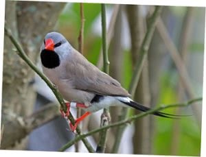 Specia Amadina (amadina), îngrijirea și întreținerea, creșterea și boala