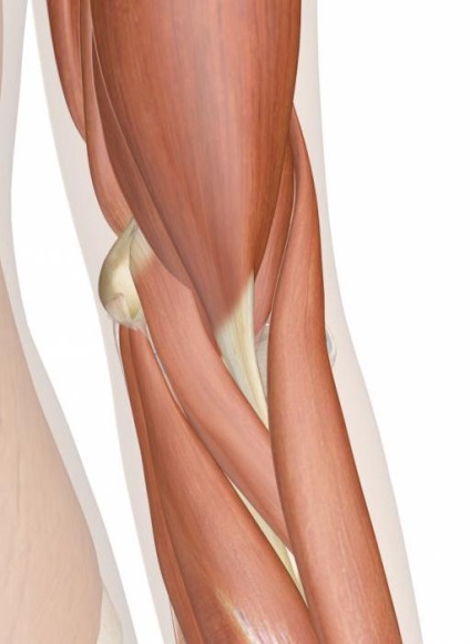 Anatomia îmbinării cotului, structură, funcții