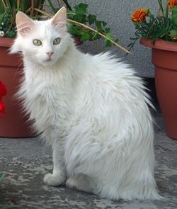 Angora Cat