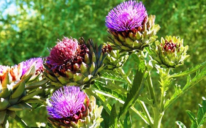 Artichoke proprietati utile, tipuri si tehnici de aplicare