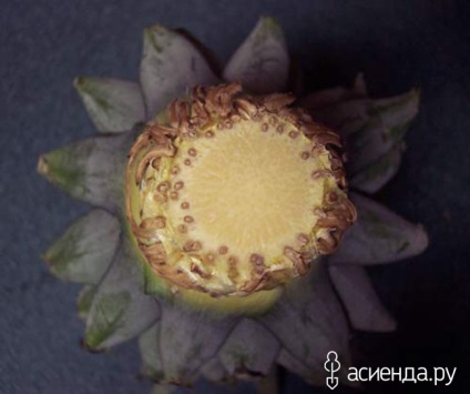 Asiendovtsy care îndrăznește să crească un ananas la jurnalul de acasă al utilizatorului okie-dokie 2