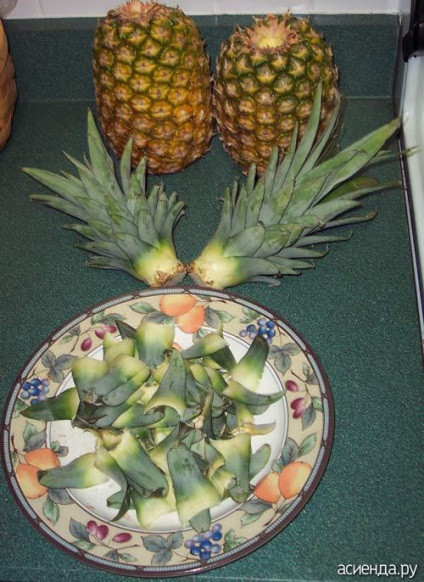 Asiendovtsy care îndrăznește să crească un ananas la jurnalul de acasă al utilizatorului okie-dokie 2