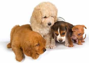 Beaphar guler de bandă bio pentru câini și pui de la paraziți - cumpăra ieftin în moscow în ieftine