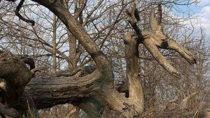 Arbore de la snags și curbe de trunchiuri de copaci cu propriile lor mâini fotografie