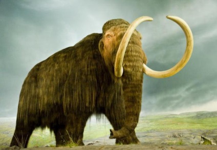 mamut agyarát