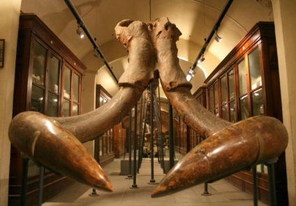 mamut agyarát