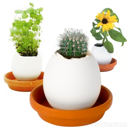 Üzleti ötletek - «eggling» tojás vagy tojás virág termesztés