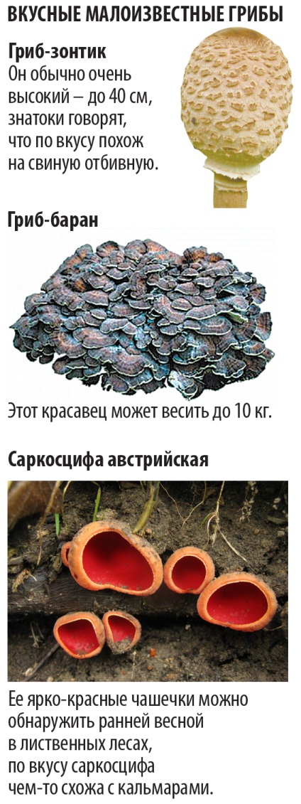 Ciuperca nobilă a intrat în creștere, seara în Sankt Petersburg - singurul ziar de seară