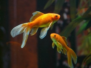 Boli ale peștilor de acvariu - acidoză și alcaloză în pești, simptome, tratament și prevenire