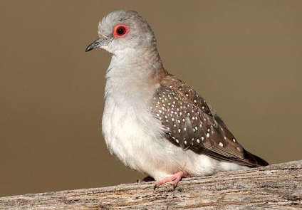 Diamantul turtledove, fotografia diamantului turtledove (geopelia cuneata), natura sedintei