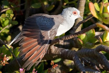 Diamantul turtledove, fotografia diamantului turtledove (geopelia cuneata), natura sedintei