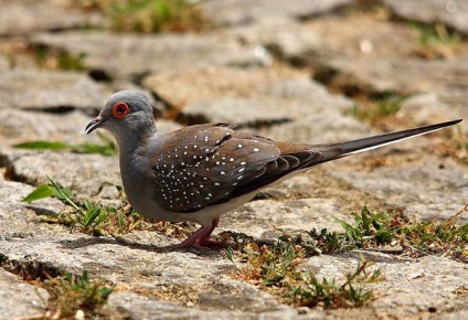 Diamantul turtledove, fotografia diamantului turtledove (geopelia cuneata), natura sedintei