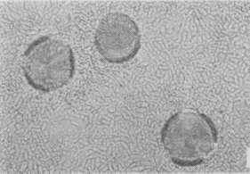 Fermentarea mierii