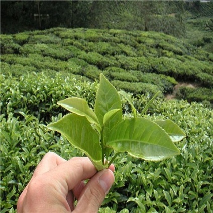 Camellia sinensis sau camellia Chineză (semințe)