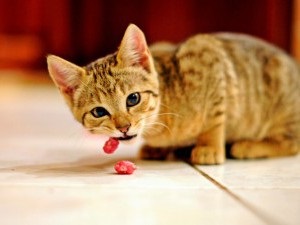 Ce să hrănești o pisică castrată