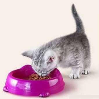 Ce să hrănești pisicul cu dieta plată scoțiană a pisoiilor