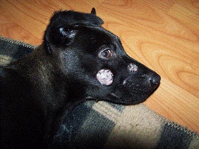 Pentru a trata lichenul la câini metodele tradiționale și neconvenționale - pe 11 mai, 2016 - câinele sănătos