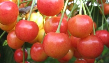 Cherry și descrierea și caracterizarea soiului, avantaje și dezavantaje, caracteristici de plantare și