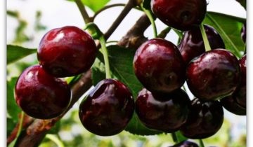 Cherry și descrierea și caracterizarea soiului, avantaje și dezavantaje, caracteristici de plantare și