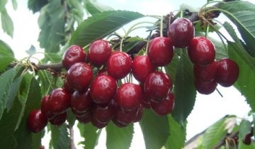 Cherry și descrierea și caracterizarea soiului, avantaje și dezavantaje, caracteristici de plantare și