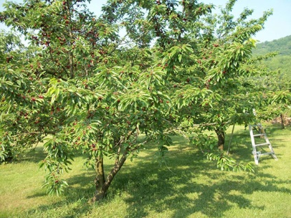 Cherry TNPU - fajtaleírási, beporzó, ültetés és gondozás, óvoda, fotó, videó