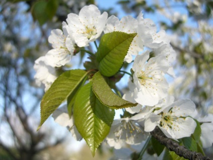 Cherry TNPU - fajtaleírási, beporzó, ültetés és gondozás, óvoda, fotó, videó