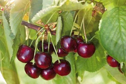 Cherry TNPU - fajtaleírási, beporzó, ültetés és gondozás, óvoda, fotó, videó