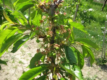 Cherry Iput - o descriere a soiului, polenizatoare, plantare și îngrijire, material săditor, fotografii, video