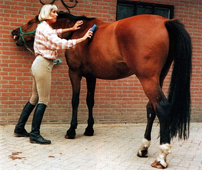 Curățarea și îngrijirea pielii calului