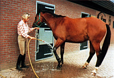 Curățarea și îngrijirea pielii calului