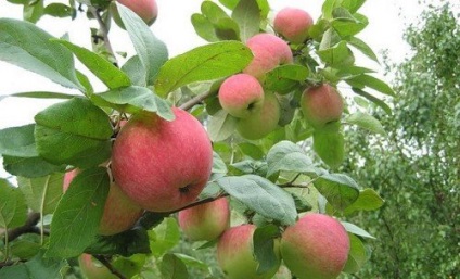 Ce este un măr de pere (Moscova, devreme sau iarnă), o fotografie cu mere