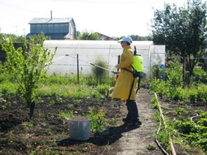 Ce este un măr de pere (Moscova, devreme sau iarnă), o fotografie cu mere