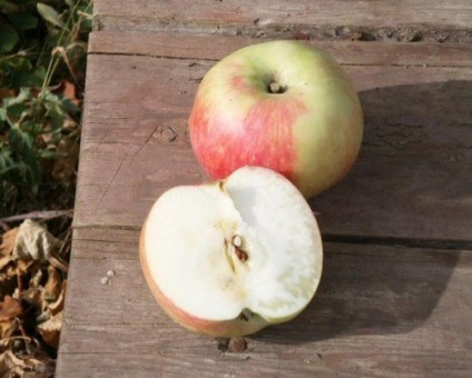 Ce este un măr de copaci (Moscova, devreme sau iarnă), o fotografie cu mere