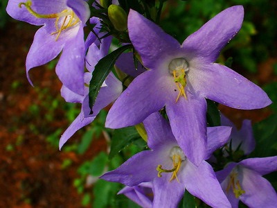 Kék virágok és kék harangok fotó és leírás néhány fajták