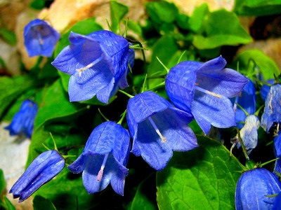Flori albastre clopote și fotografii albastre și descrierea unor soiuri