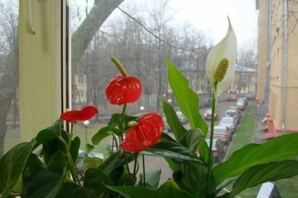 Florile Anthurium - semnele și superstițiile de fericire masculină, descriere, înțeles, este posibil să o păstrăm