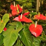 Florile Anthurium - semnele și superstițiile de fericire masculină, descriere, înțeles, este posibil să o păstrăm