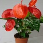 Florile Anthurium - semnele și superstițiile de fericire masculină, descriere, înțeles, este posibil să o păstrăm