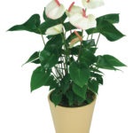 Florile Anthurium - semnele și superstițiile de fericire masculină, descriere, înțeles, este posibil să o păstrăm