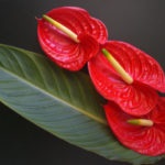 Florile Anthurium - semnele și superstițiile de fericire masculină, descriere, înțeles, este posibil să o păstrăm