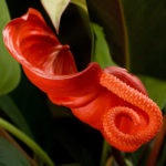 Florile Anthurium - semnele și superstițiile de fericire masculină, descriere, înțeles, este posibil să o păstrăm