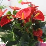 Florile Anthurium - semnele și superstițiile de fericire masculină, descriere, înțeles, este posibil să o păstrăm