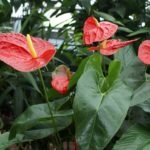 Florile Anthurium - semnele și superstițiile de fericire masculină, descriere, înțeles, este posibil să o păstrăm