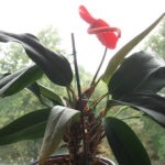 Florile Anthurium - semnele și superstițiile de fericire masculină, descriere, înțeles, este posibil să o păstrăm